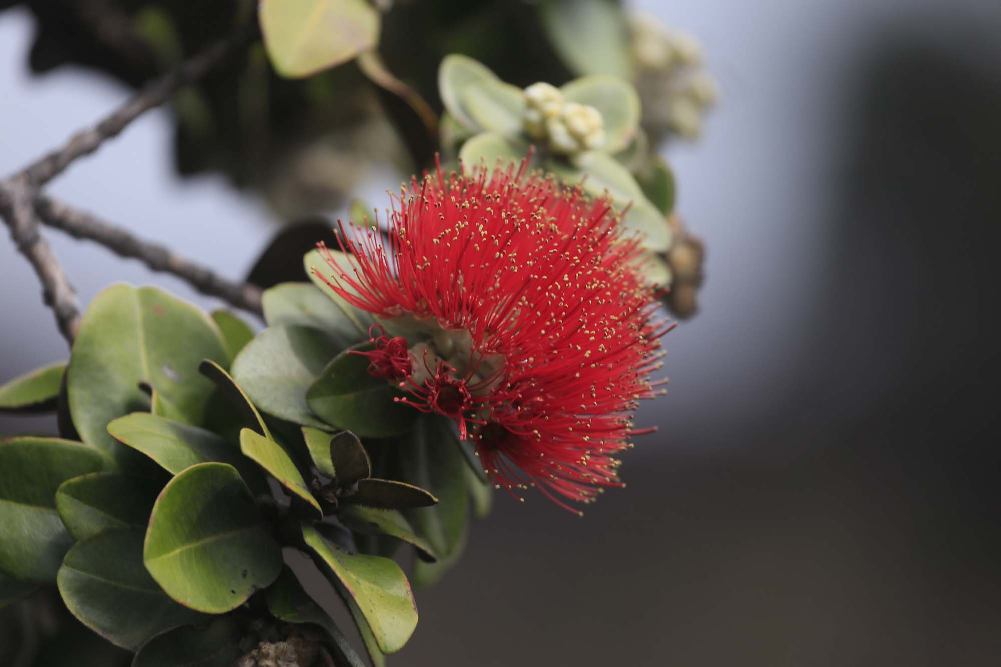 A red ohia lehua flower in bloom against native green foliage